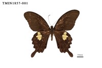 藏品(白紋鳳蝶)的圖片